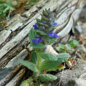 Wildkräuterwanderung St. Theresia 30.5.